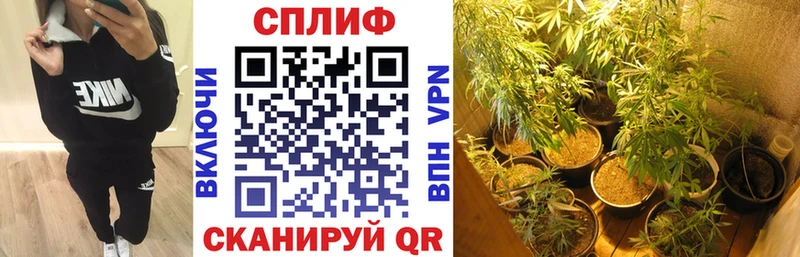 наркота  Мончегорск  Конопля семена 